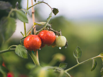 Ulewne deszcze i gradobicia sieją spustoszenie w uprawach pomidorów
