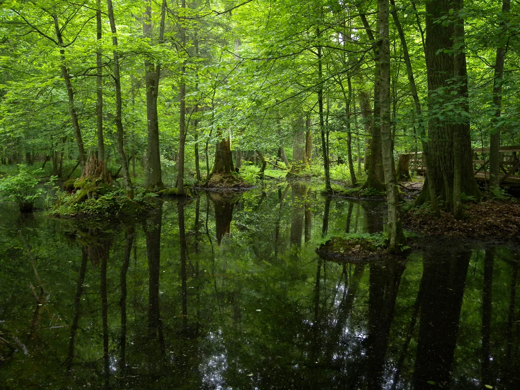 Białowieski Park Narodowy