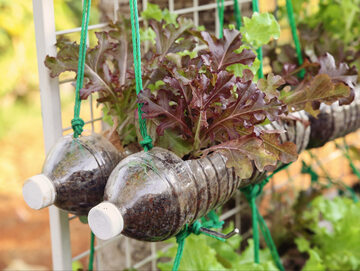 Uprawa sałaty w butelkach po wodzie – w ten sposób można założyć warzywnik na balkonie!