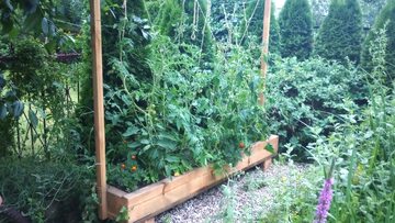 Uprawa warzyw w skrzyni