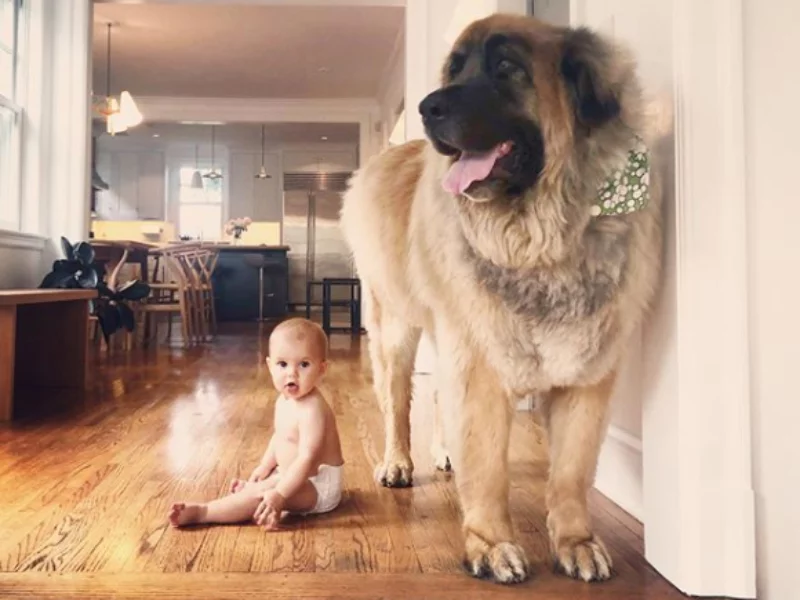 Leonberger Lamont