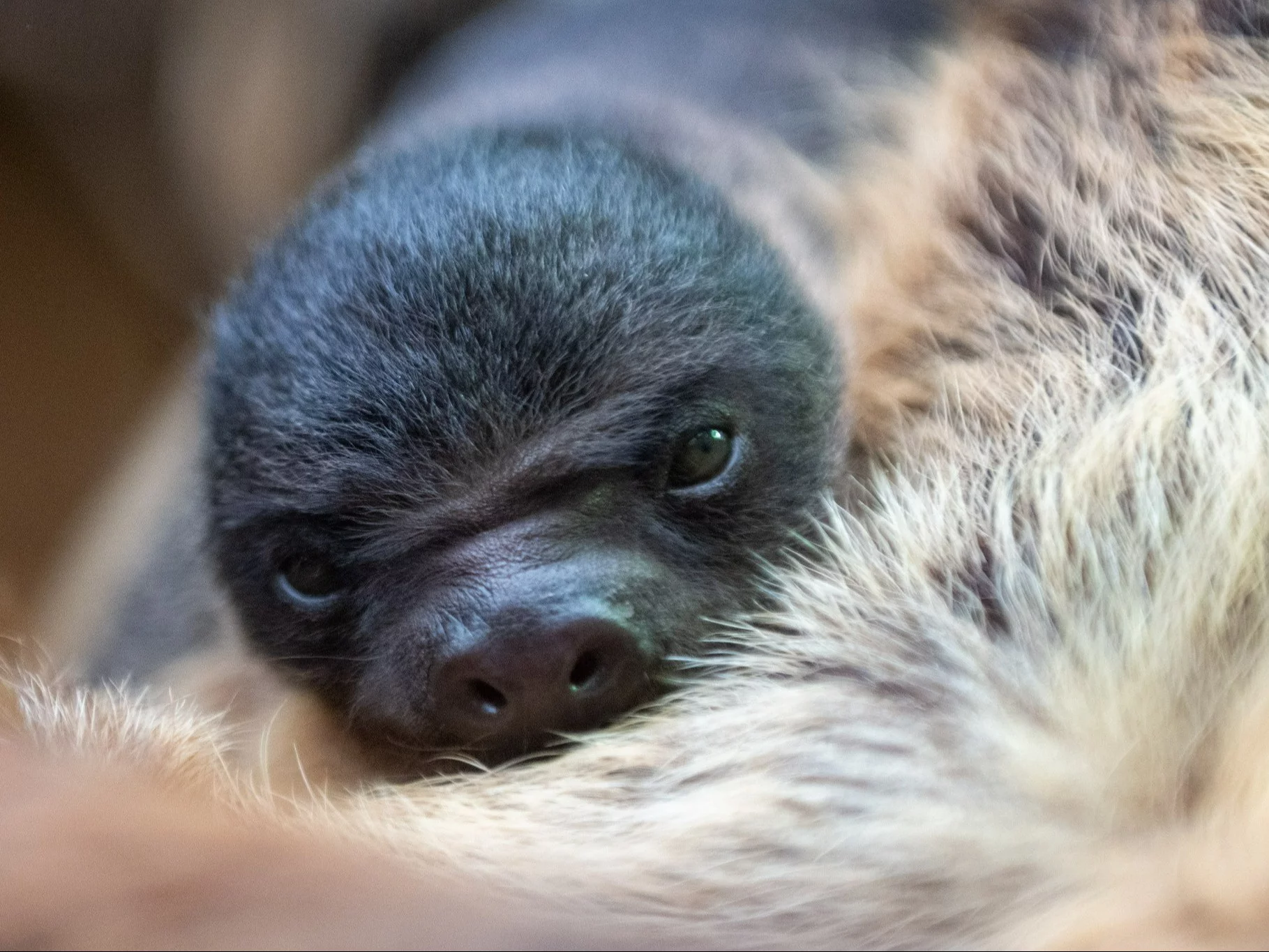 Leniwiec urodził się w Dzień Leniwca. Nowy mieszkaniec zoo w Polsce