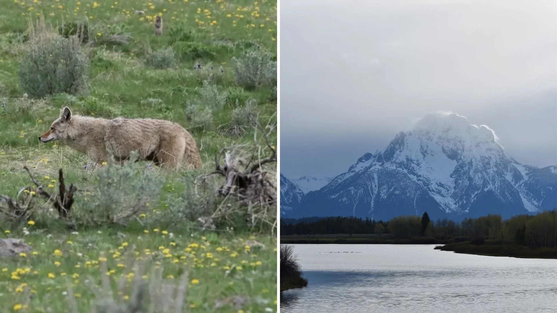 USA. Park Narodowy Yellowstone