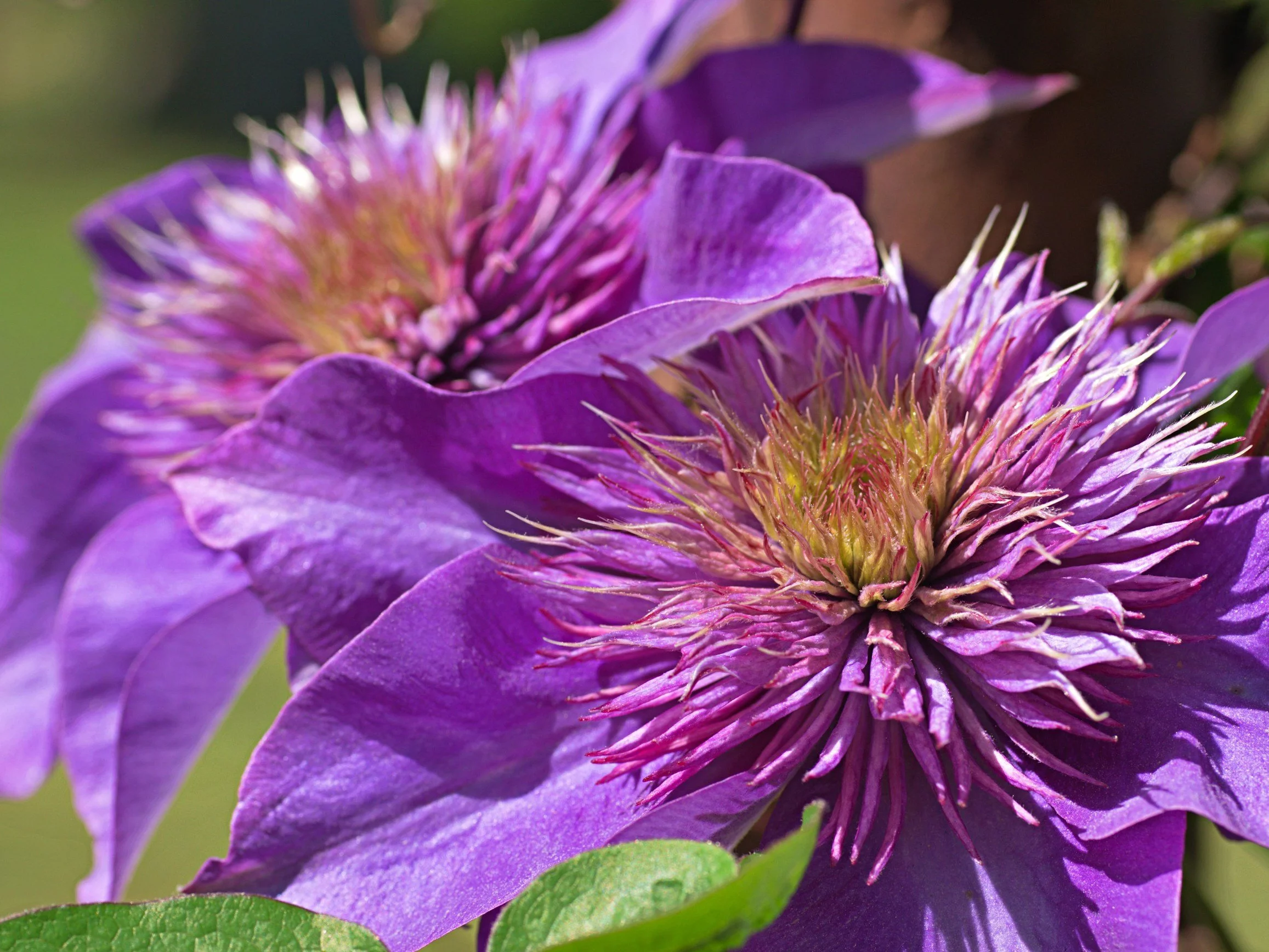Powojnik, clematis