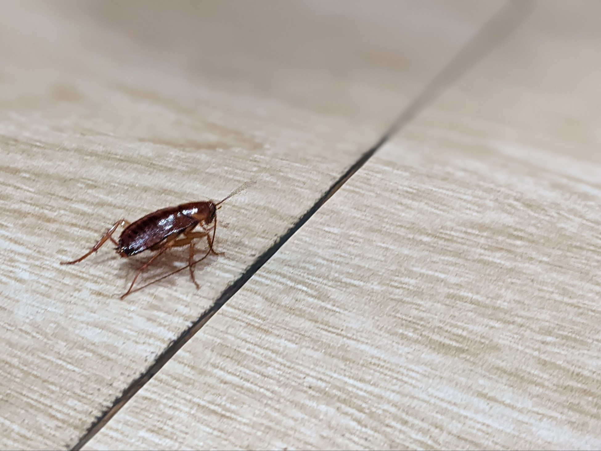 W autobusach zaroiło się od karaluchów. Kierowcy mają dość, chcą wyjść na ulice