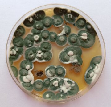 W badaniach in vitro potwierdzono, że polimer skutecznie oddziałuje na patogeny wywołujące zakażenia skóry i paznokci: grzyby z rodzaju Trichophyton, Scopulariopsis brevicaulis, a także na grzyby z rodzaju Fusarium powodujące nie tylko grzybice