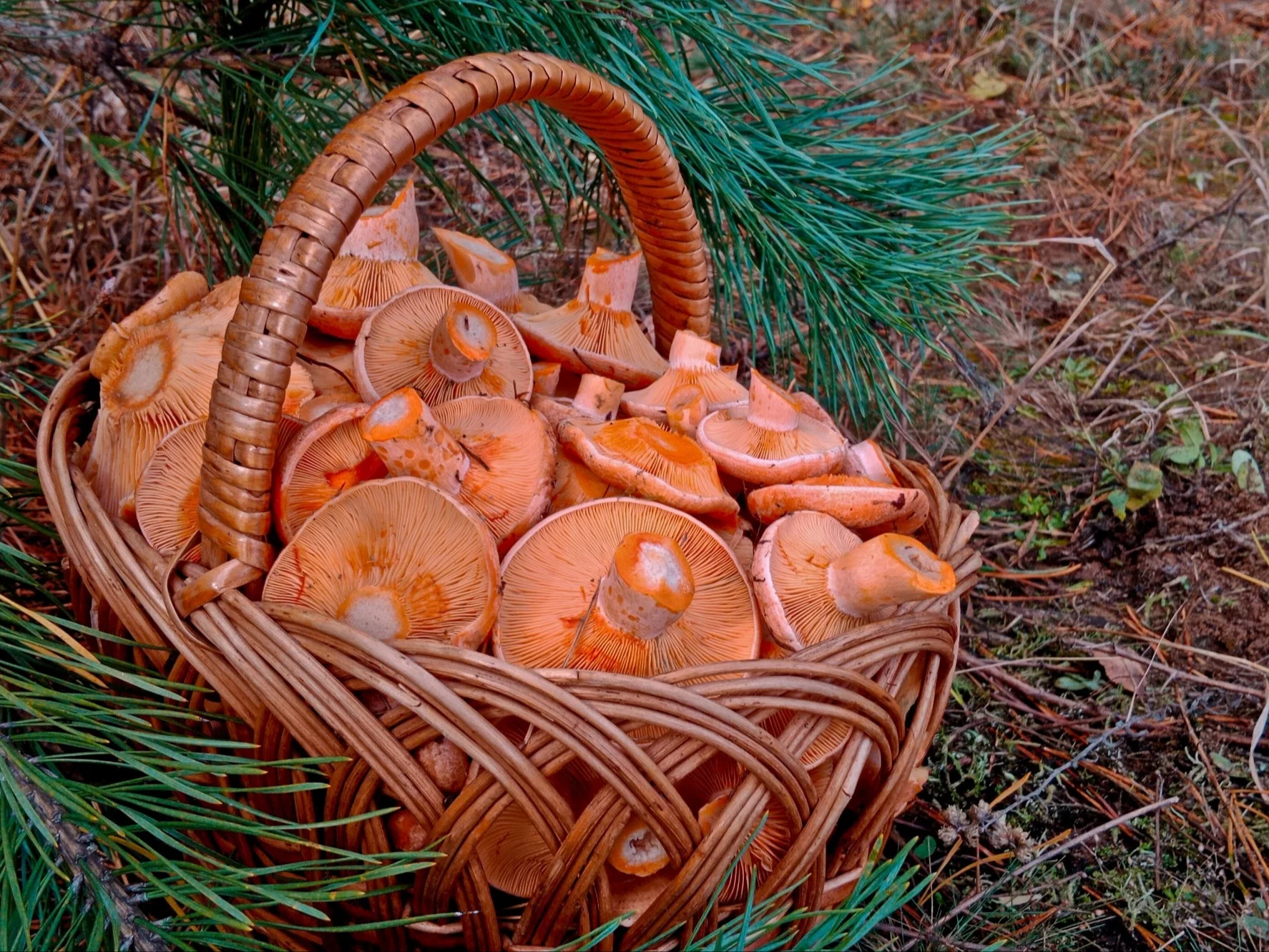 W lesie znalazła skarb. Internauci nie kryli zazdrości