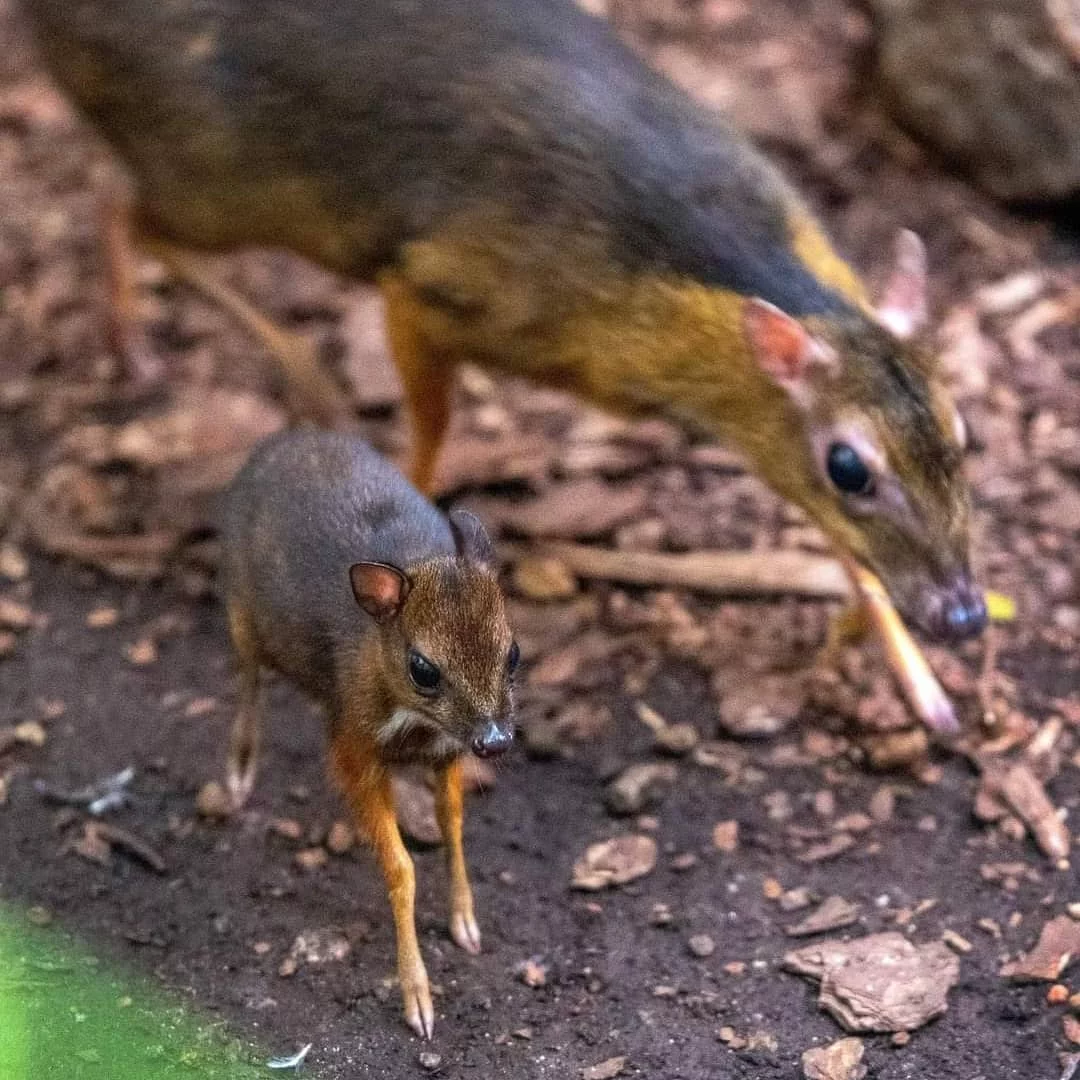 Młody myszojeleń (z przodu) z łódzkiego zoo