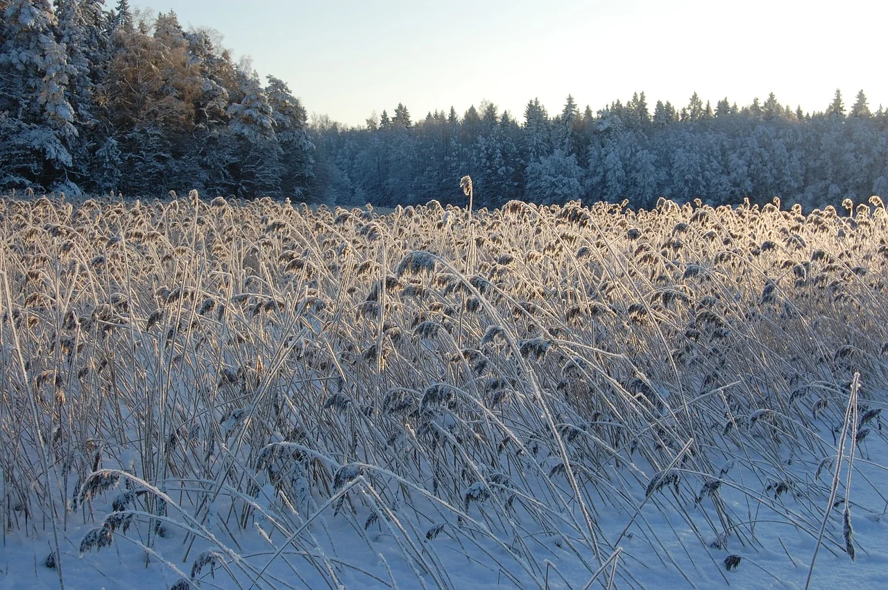 Zima, śnieg