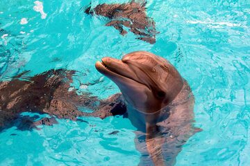 W Odessie zamieszkały zwierzęta ewakuowane z delfinarium w Charkowie