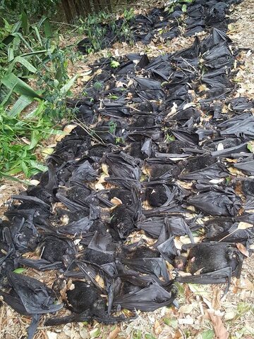 W ogródku znajdowały się tysiące padłych nietoperzy