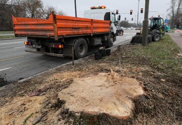 W Warszawie wycina się teraz drzewa pod budowę linii tramwajowej do Wilanowa