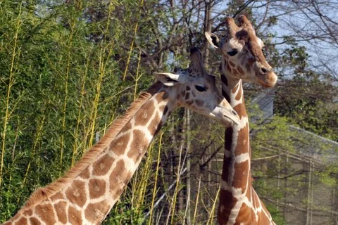 W łódzkim ZOO padła druga żyrafa(fot. sxc.hu)