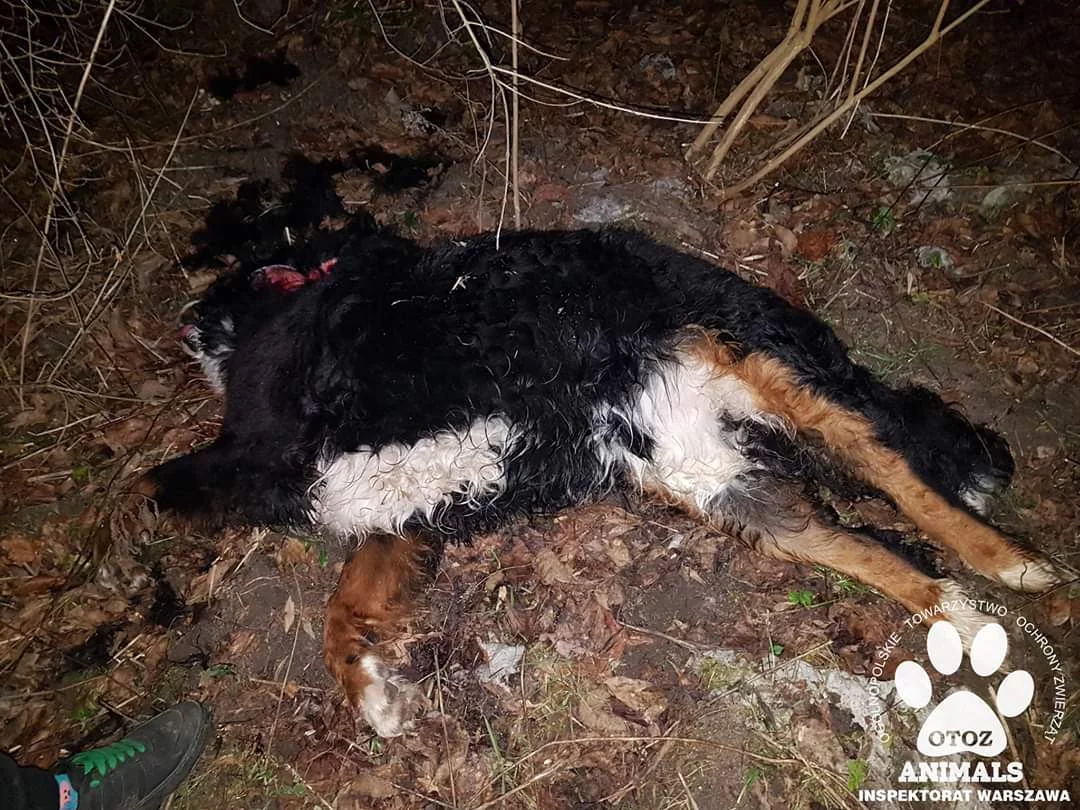 Zwłoki psa znalezione przez inspektorów