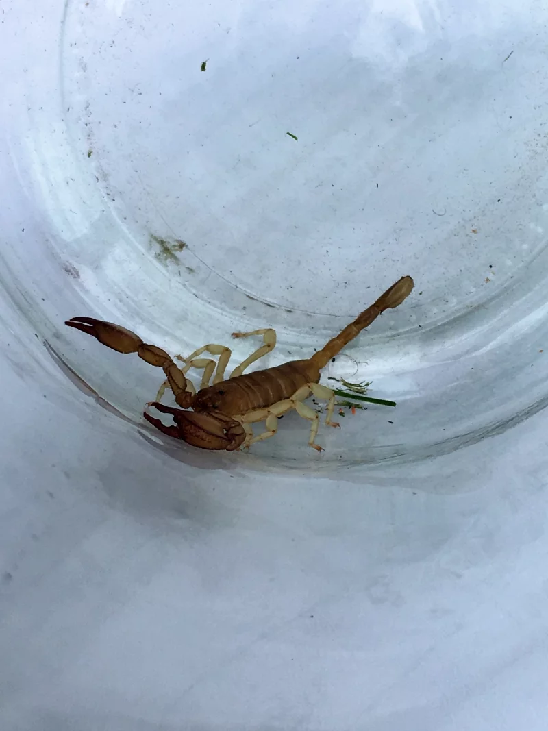 Skorpion przywieziony z Chorwacji