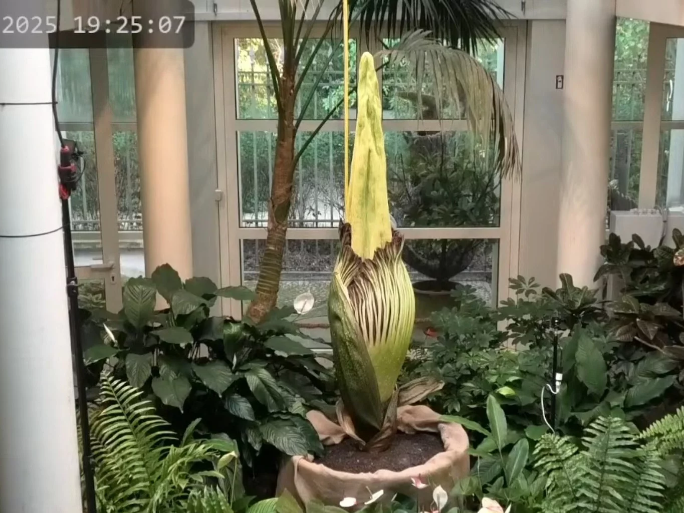 Dziwidło olbrzymie tuż przed rozkwitem