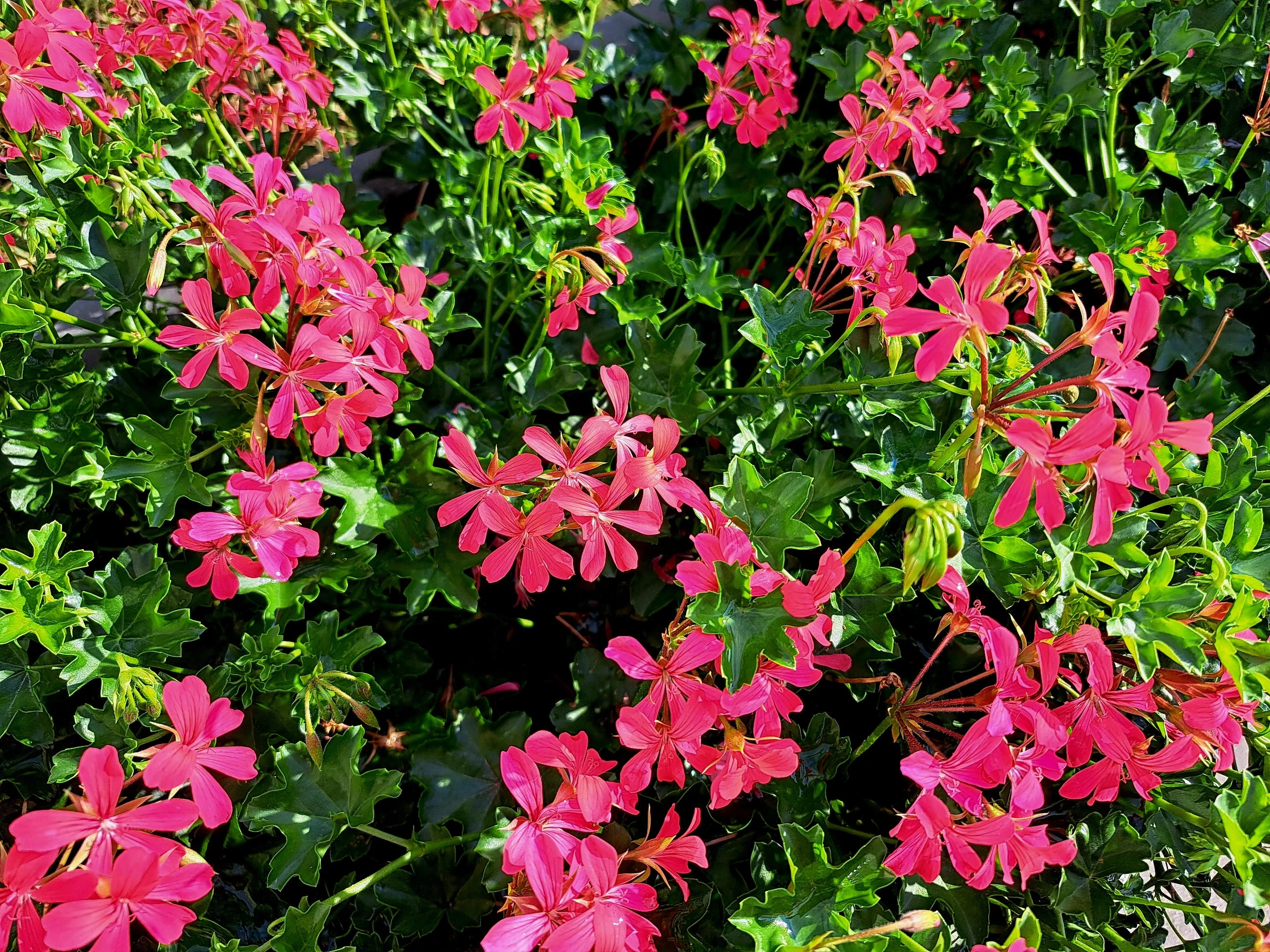 Pelargonie