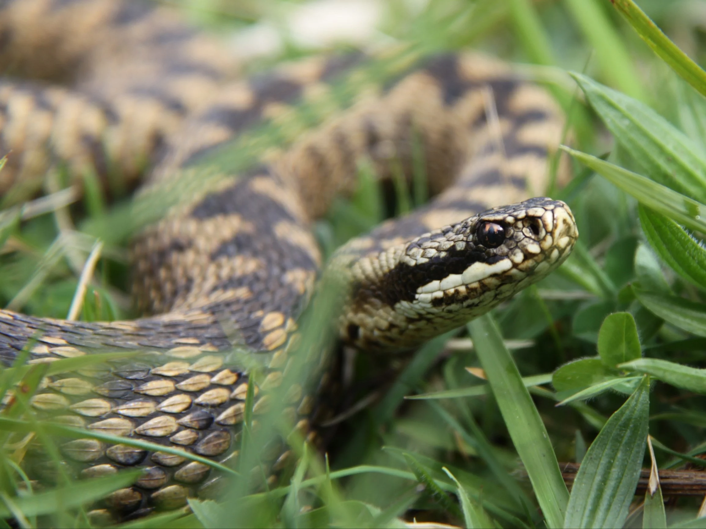 Żmija zygzakowata (Vipera berus) to jedyny występujący w Polsce wąż jadowity. Pamiętaj! Jest pod ochroną