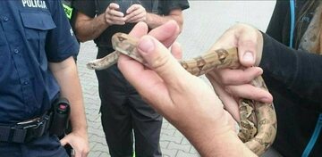 Wąż znaleziony w autobusie do Nowego Sącza