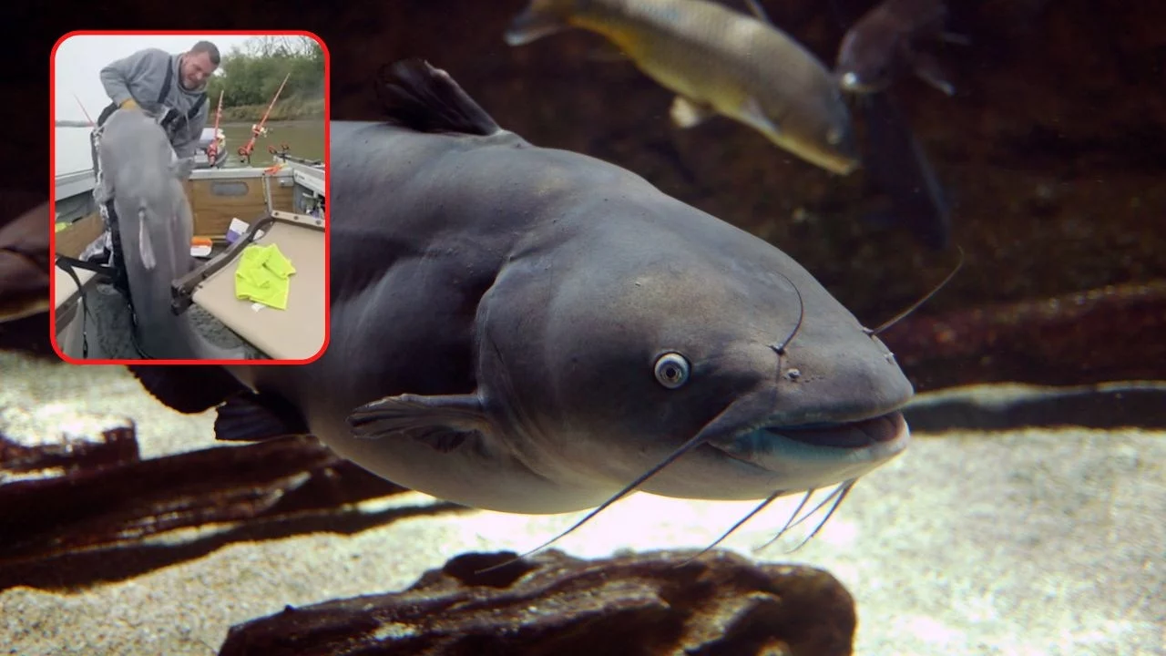 Kolega zdradził mu miejscówkę na ryby, złowił rekordowy okaz. Był tak wielki, iż miał kłopoty z wagą