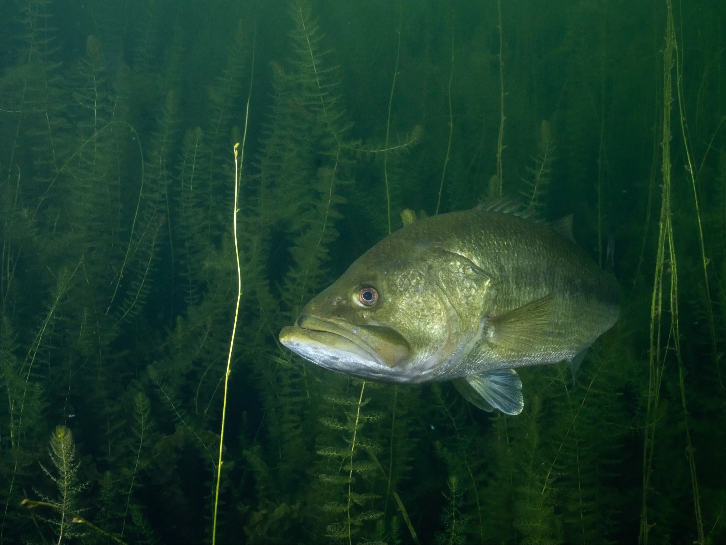 Bass wielkogębowy, zdjęcie ilustracyjne