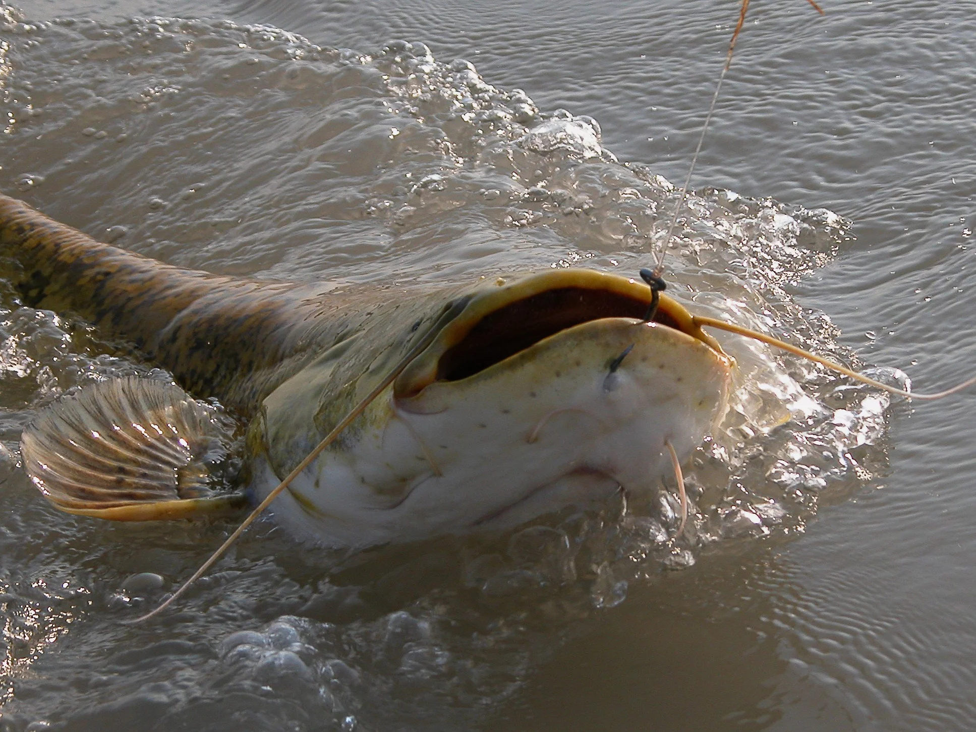 Wtedy wędkarz poczuł, iż wygrywa walkę z sumem. Ryba raz jeszcze ruszyła do walki