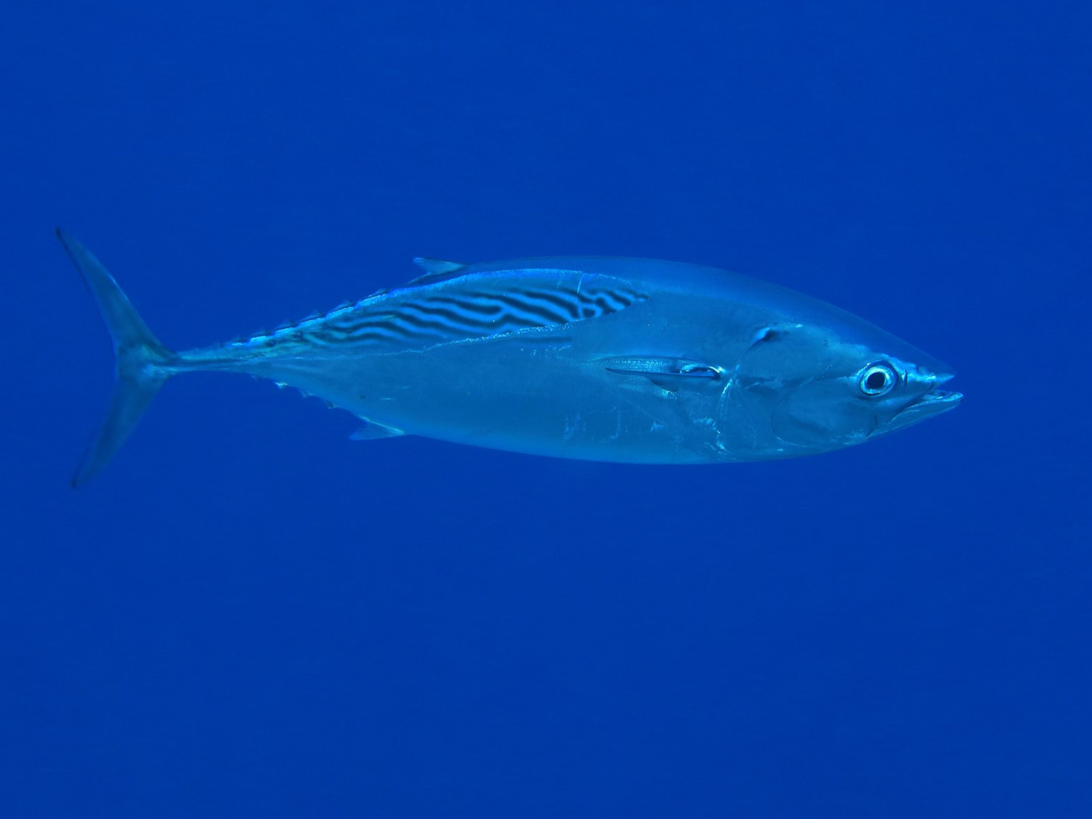 Wędkarz już chciał kroić rybę, przegapiłby rekord. „Nie tnij jej!”