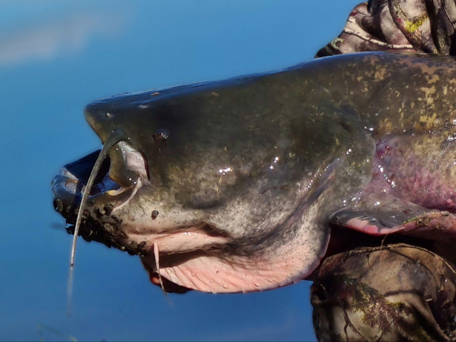 Polscy wędkarze złowili we Włoszech gigantycznego suma. Waga ryby wprawia w osłupienie