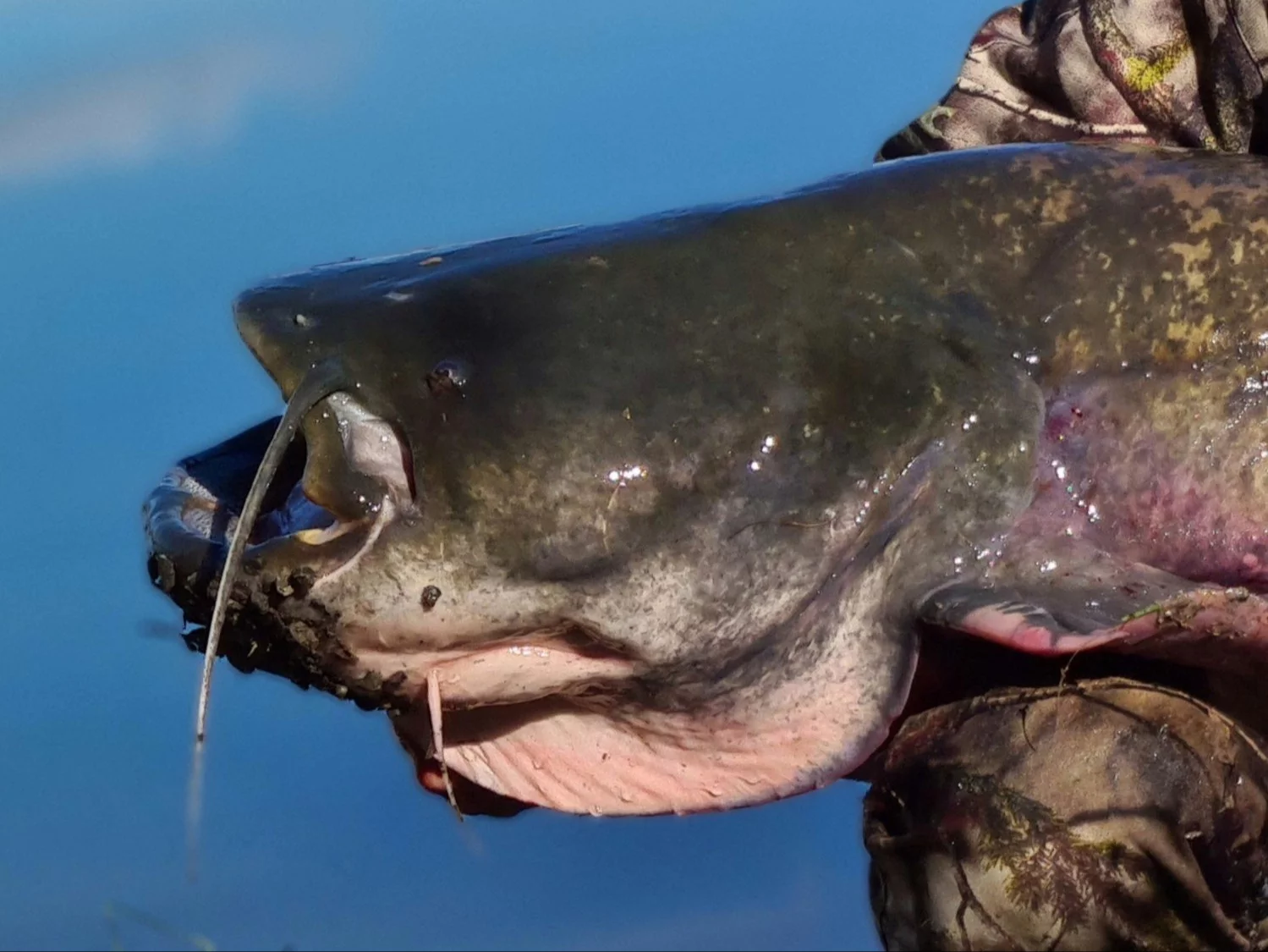 Polscy wędkarze złowili we Włoszech gigantycznego suma. Waga ryby wprawia w osłupienie