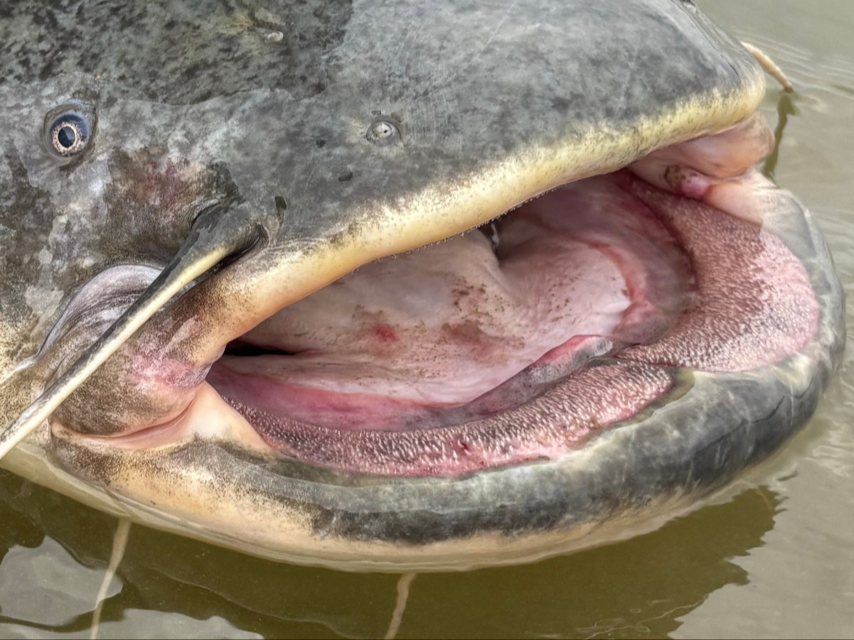 Wędkarze złowili gigantycznego suma. Tyle waży okaz