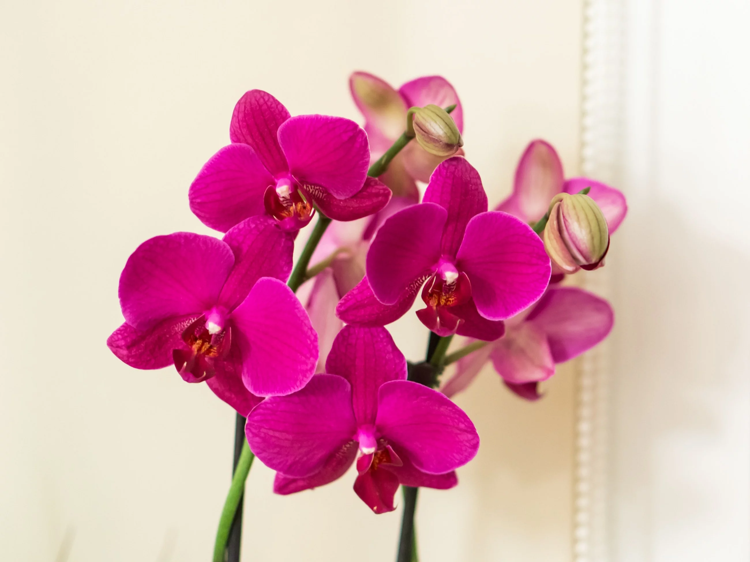 Sprytny trik, by osłabiony storczyk zakwitł ponownie