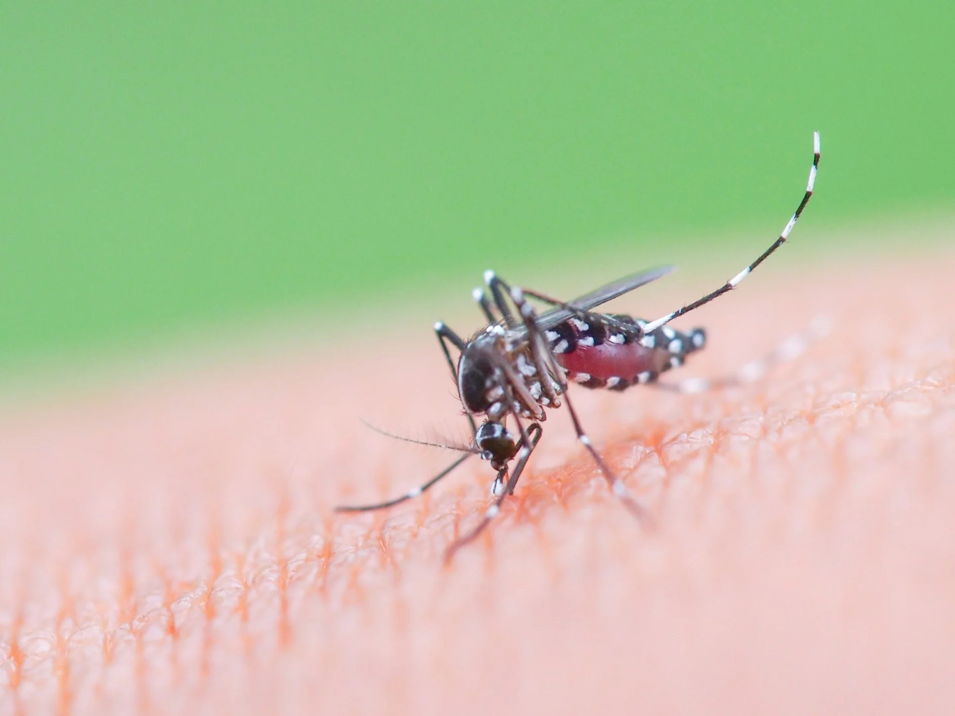 Komar tygrysi, zdjęcie ilustracyjne