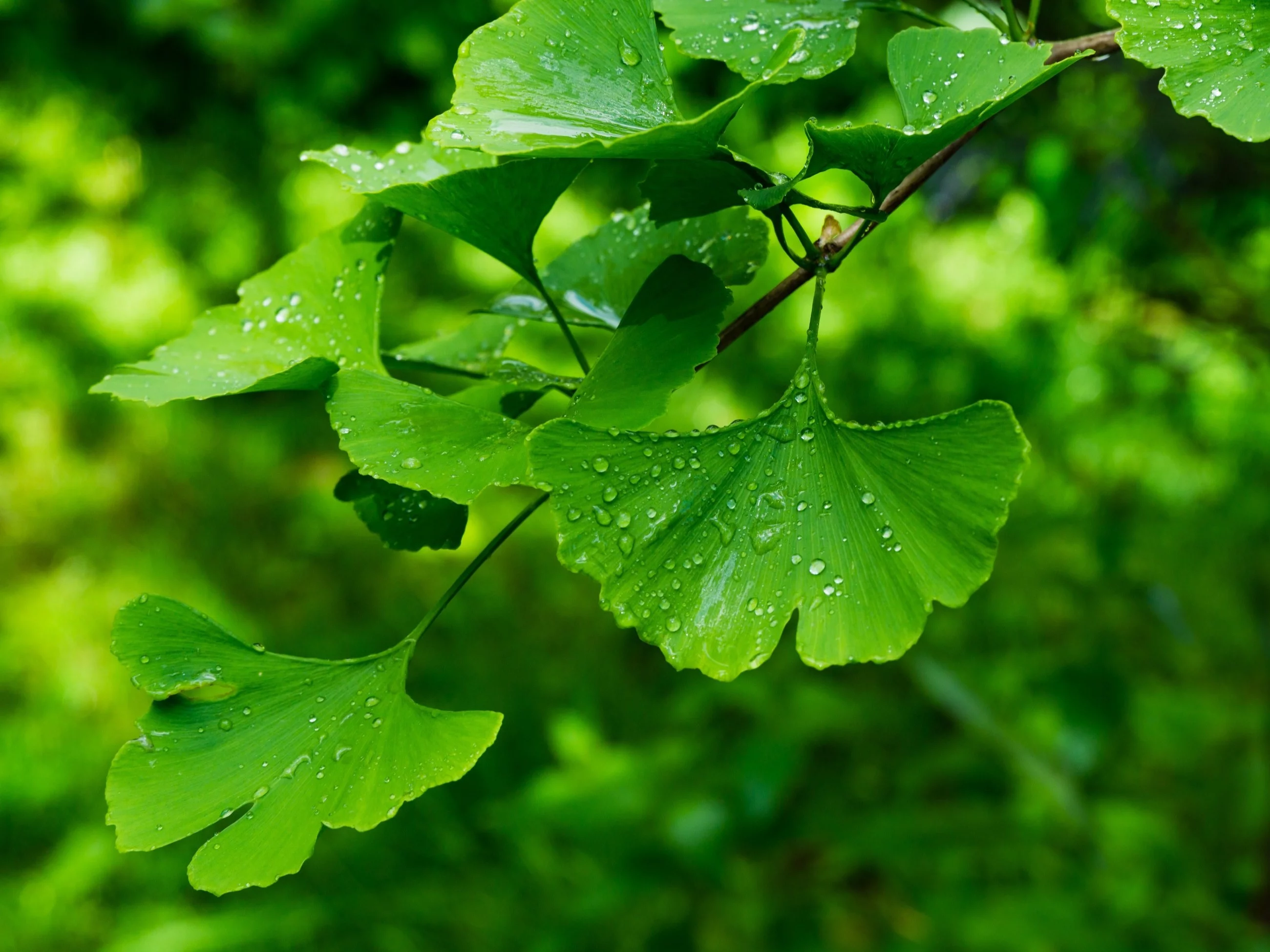 Miłorząb (Ginko biloba)