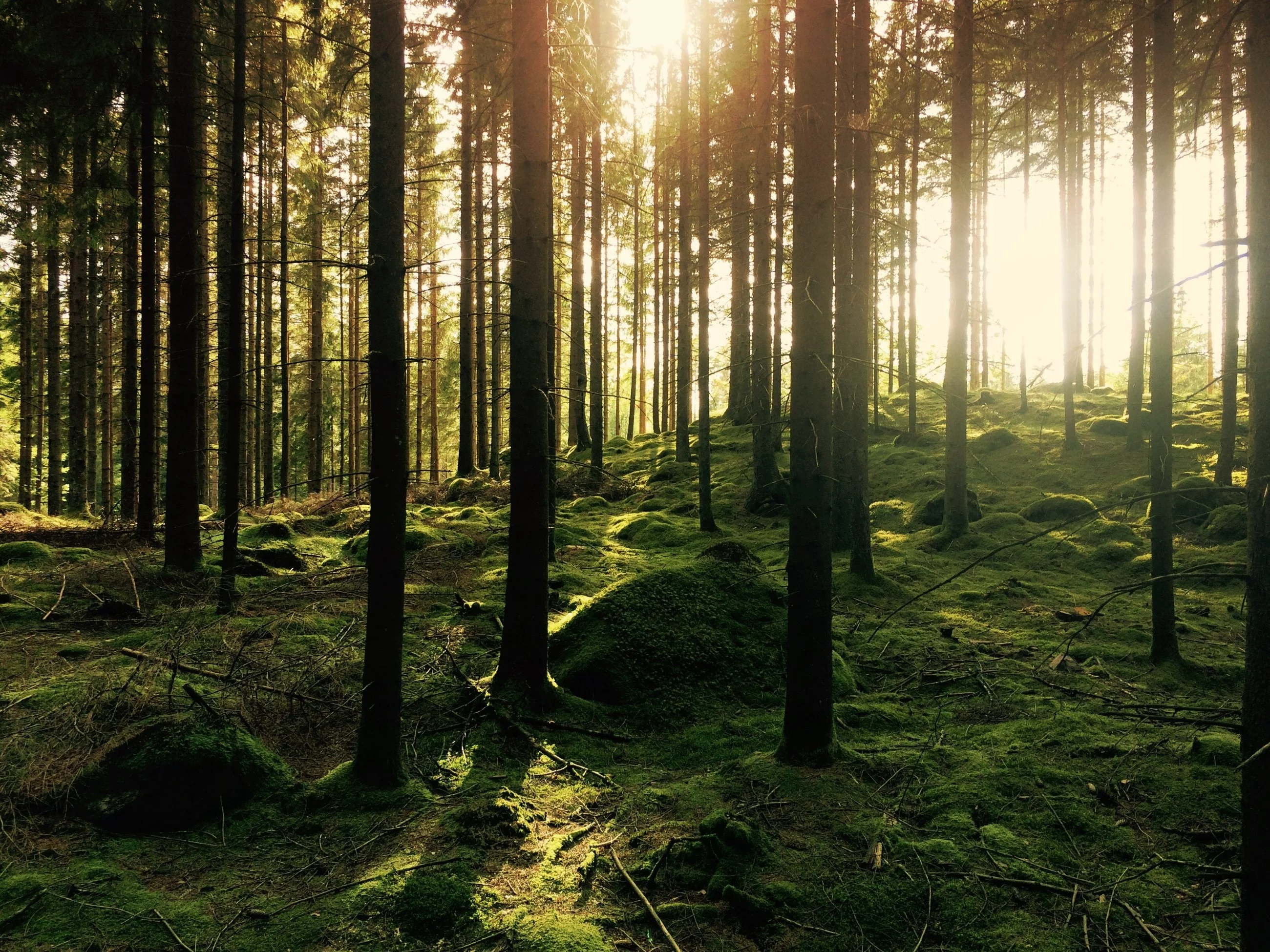 Lasy od Taurona i Lasów Państwowych