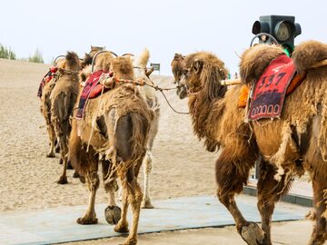 Wielbłądy na pustyni w Chinach