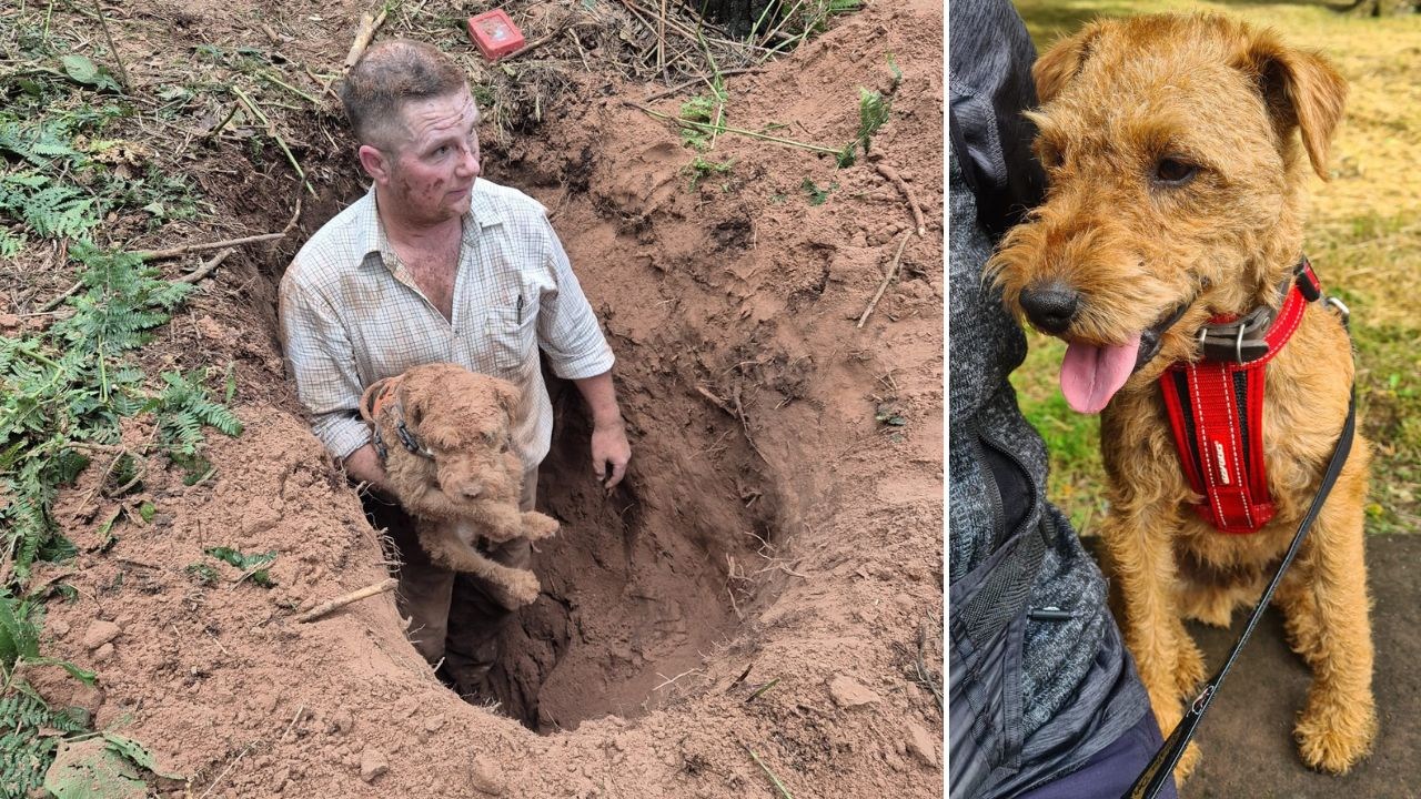 Pies utknął dwa metry pod ziemią, jego losy śledził cały świat. Wrócił na „miejsce zbrodni”