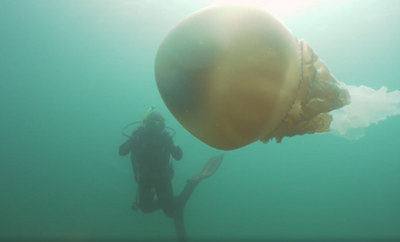Wielka meduza