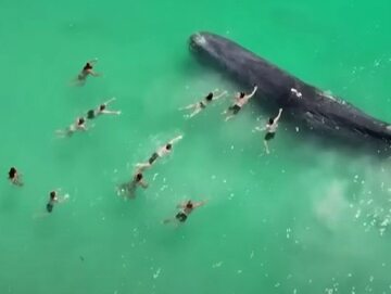 Wieloryb blisko brzegu w Australii