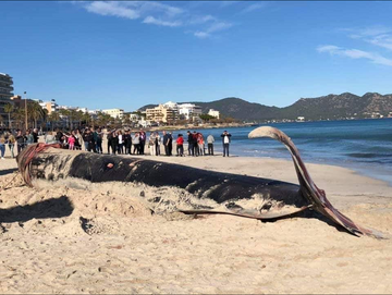 Wieloryb leżący na plaży