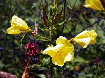 Wiesiołek, Oenothera Stroud Gloucestershire