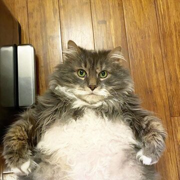 Wilford, 8-letni kot ważący 12 kilogramów