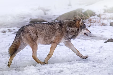 Wilk na Mierzei Łebskiej. Drapieżniki wracają na Pomorze (fot. sxc. hu)