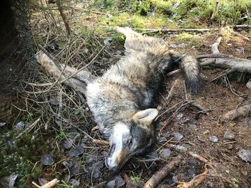 Wilk zabity na terenie Tatrzańskiego Parku Narodowego