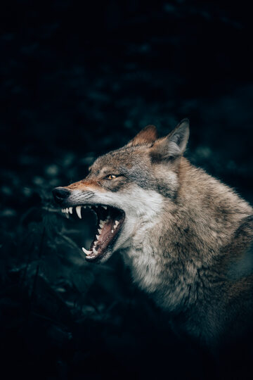 Wilk, zdjęcie ilustracyjne