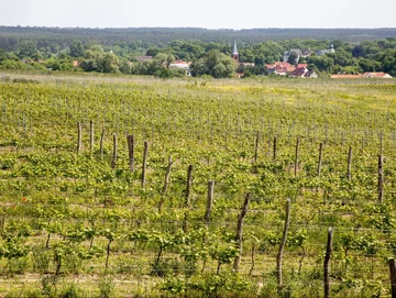 Winnica w Zielonej Górze