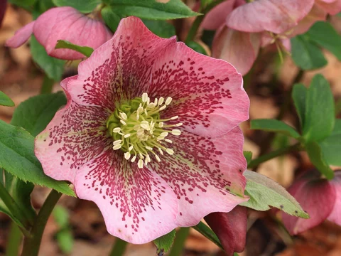 Ciemiernik Helleborus orientalis