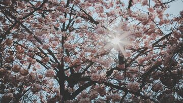 Wiosenne kwiaty na drzewach i słońce