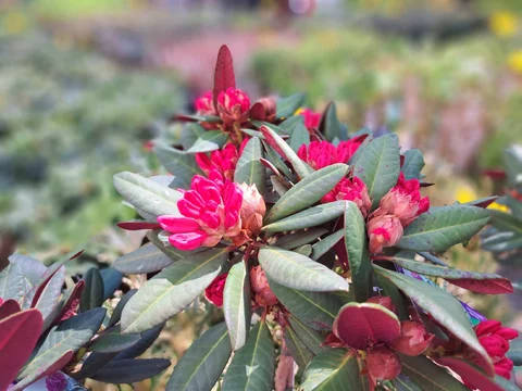 Różaneczniki w sklepie (rododendrony, azalie)