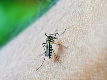 Wirus denga przenoszą komary