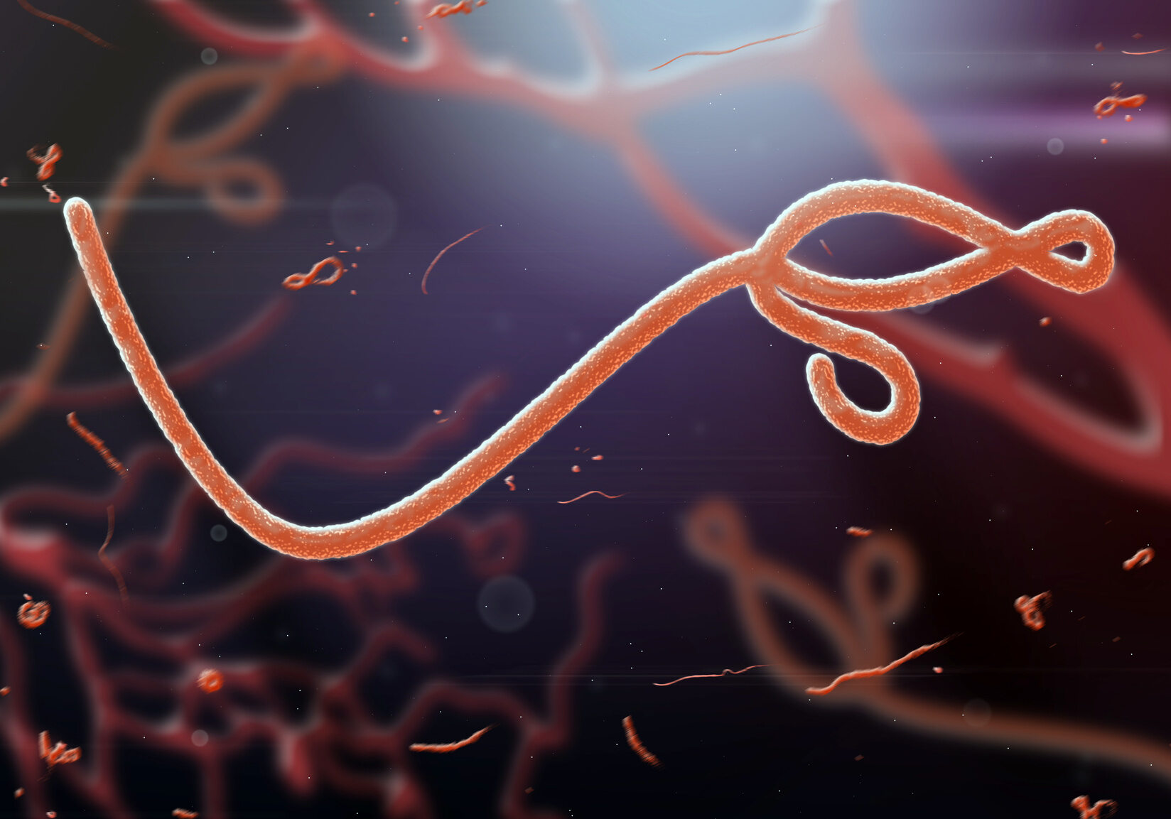 Wirus eboli, zdjęcie ilustracyjne